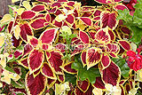 Cultivar of Coleus scutellarioides (Coleus)