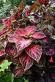 Coleus scutellarioides (Coleus)