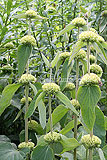 Colutea arborescens (Common bladder senna)