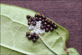 Common green shield/stink bug nymphs and egg cases Palomena prasina