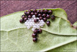 Common green shield/stink bug nymphs and egg cases Palomena prasina