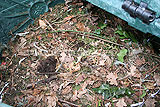 Compost bin (just starting the composting process)