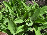 Convallaria majalis (Lily-of-the-valley)