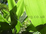 Convallaria majalis (Lily-of-the-valley)