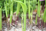 Convallaria majalis (Lily-of-the-valley)