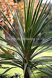 Cordyline australis (Cabbage palm)