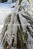 Cordyline australis (Cabbage palm) - covered in snow