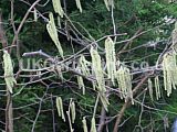 Corylus avellana (Common Hazel) - catkins