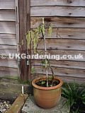 Corylus avellana 'Contorta' (Corkscrew hazel, Harry Lauder's walking stick)