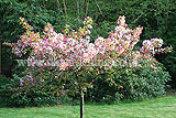 Malus floribunda (Japanese flowering crab apple)