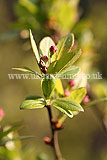 Malus sylvestris (Crab apple)