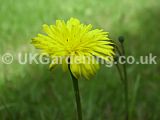 Hypochaeris radicata (Cat's-ear)