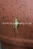 Cricket on flowerpot