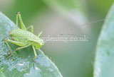 Speckled bush cricket (juvenile) Leptophyes punctatissima