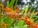 Crocosmia (Montbretia)