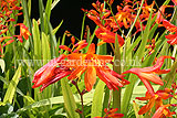 Crocosmia (Montbretia)