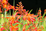 Crocosmia (Montbretia)