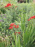 Crocosmia x latifolia 'Lucifer' (Montbretia)