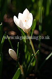 Crocus biflorus