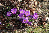 Crocus vernus Crocus, Dutch crocus, giant crocus