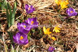 Crocus vernus Crocus, Dutch crocus, giant crocus (purple flower on the left) and Crocus chrysanthus snow crocus, golden crocus (yellow flower on the right).