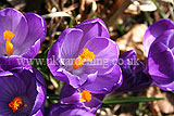 Crocus vernus Crocus, Dutch crocus, giant crocus