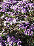 Crocus tommasinianus Crocus