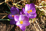 Crocus vernus Crocus, Dutch crocus, giant crocus