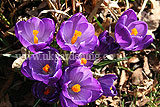 Crocus vernus Crocus, Dutch crocus, giant crocus