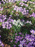 Crocus tommasinianus (Crocus) Galanthus (snowdrop)