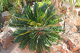 Cycas revoluta (Sago palm)