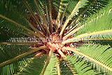 Cycas revoluta (Sago palm)