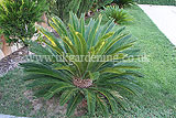 Cycas revoluta (Sago palm)