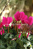 Cyclamen