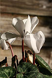 Cyclamen