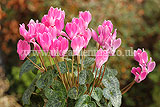 Cyclamen