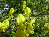 Cytisus scoparius (Broom)