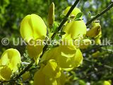 Cytisus scoparius (Broom)