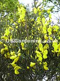 Cytisus scoparius (Broom)