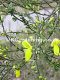 Cytisus scoparius (Broom)
