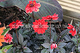 Dahlia 'Bishop of Llandaff' AGM