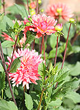 Dahlia 'Geerlings Cupido'