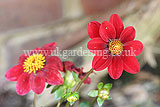 Dahlia 'Topmix Red'