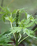 Delphinium (early growth)