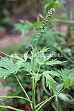 Delphinium (early growth)