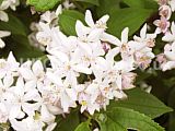 Deutzia gracilis