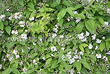 Deutzia gracilis