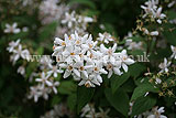 Deutzia gracilis