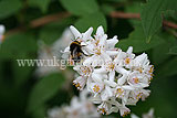 Deutzia gracilis