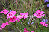 Dianthus